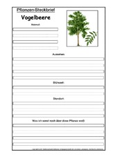 Pflanzensteckbrief-Vogelbeere.pdf